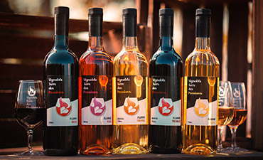 Vignoble Domaine du Saule